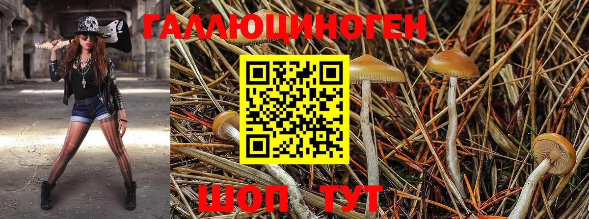 Карачаевск  Псилоцибиновые грибы мицелий  Вход с VPN 